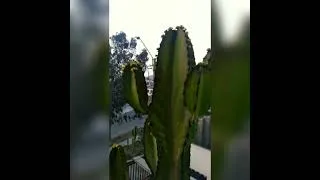 Miniature : 🌵 #cactus de 2 étages 😱😱 #shorts
