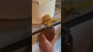 Miniature : LE MIEL 🍯 EST EN POT !! 🫙 #honey #honeybee #miel  #abeille #abeilles #bee #bees #savethebees