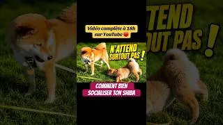 Miniature : Tous mes conseils pour bien socialiser ton Shiba 🦊 #shibainu #shibadog