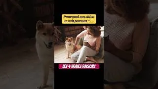 Miniature : Pourquoi ton chien te suit partout ? Je te donne les 4 vraies raisons #chien #educationcanine