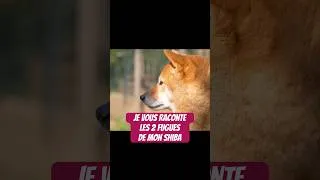 Miniature : J’ai trouvé la solution pour être plus serein : la réponse sur ma vidéo longue #shibadog #shibainu