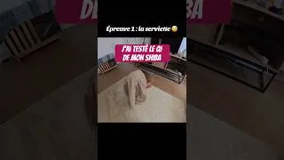 Miniature : Il m’a bien fait rire 🤣 La vidéo complète sur ma chaîne #chien #shibainu #shiba