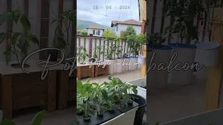 Miniature : Mon potager hydroponique sur balcon — Update