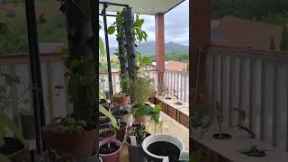 Miniature : Potager hydroponique sur balcon : le vent a frappé, ça repousse déjà