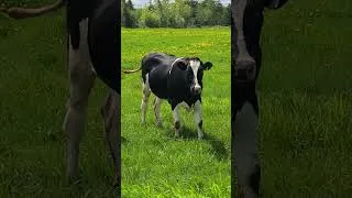 Miniature : ⸸ APPRICOTH ψ YO T'ES UNE VACHE  ⛧