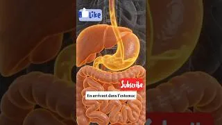 Miniature : Le pouvoir insoupçonné du thé de gingembre pour la digestion  #shorts #gingembre #sante