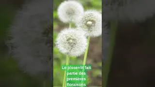 Miniature : Pissenlit : ce « mauvais herbe » bon pour ta santé 🌼💪