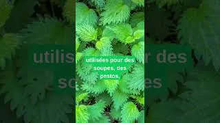 Miniature : Ortie : une mauvaise herbe ? Non, un trésor pour la santé !