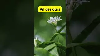 Miniature : Ail des ours : à faire absolument avant de le planter 🌱🧄