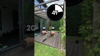 Miniature : Les défis de l'été : DARON/FISTON #muscle  #pompe #santé
