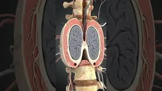 Miniature : La moelle épinière 🔥🔥💪#anatomy #santé #nutrition #animation #lifeisbutadream #vues
