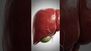 Miniature : l'anatomy du foie ✅💪