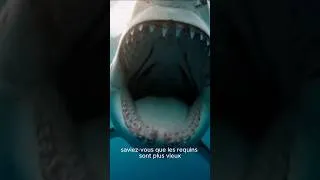 Miniature : ​Les requins sont plus vieux que les arbres ?! 🤯🦈