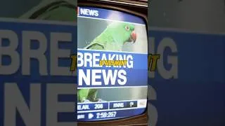 Miniature : La police interroge un oiseau (et c’est sérieux)