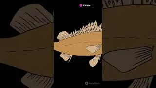 Miniature : Pourquoi les poissons ne coulent-ils pas ?🤔
