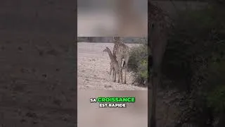 Miniature : Le bébé girafe🦒 le spectacle de la vie