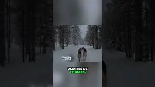 Miniature : La langue est le miroir de la pensée et de la culture 😃