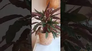 Miniature : time lapse d'une plante asséchée