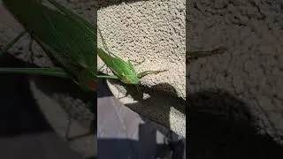 Miniature : Samsung A16 camera test Video a 10 cm
