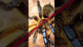 Miniature : Harpactira pulchripes partie 2 #mygale