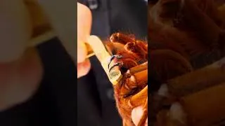 Miniature : Harpactira pulchripes partie 1 #mygale