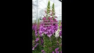 Miniature : 🌸 Une explosion de couleurs au jardin