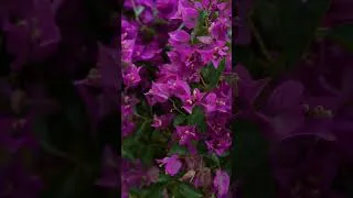 Miniature : 🌿 Un air de Méditerranée dans votre jardin ☀️