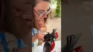 Miniature : Une exposition sur les insectes au coeur de Tours 🥰