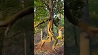 Miniature : This tree is amazing  !