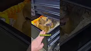 Miniature : Cachette dans le tiroir qui tourne mal 🐶