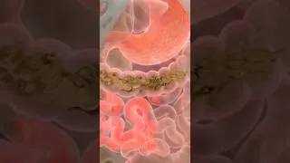 Miniature : Dégonfle ton Ventre  #science #biomécanique