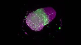 Miniature : Auto-organisation de cellules souches in vitro en pseudo embryon, avec l'émergence d'un axe corporel