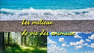 Miniature : Les différents milieux de vie des animaux 🐤🐬🐫