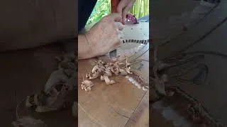 Miniature : Sculpture sur bois ... ASMR #woodcarving #asmr #sculpturesurbois #coursdesculpture