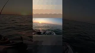 Miniature : Dolphins Seadoo