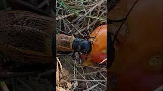 Miniature : Sauvetage d'une femelle grillon !