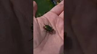 Miniature : Sauvetage d'un cétoine dorée !