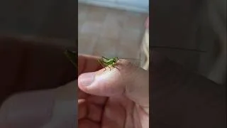 Miniature : Une bébé sauterelle !!!