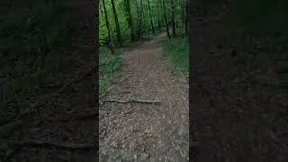 Miniature : Petite sortie au frais dans les bois 👍