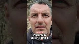 Miniature : Maroc : chiens errants-Que faire ?