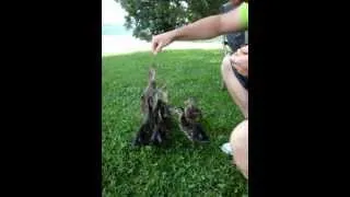 Miniature : Les canetons sauteurs