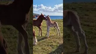 Miniature : 🌊🐴🌊🐎