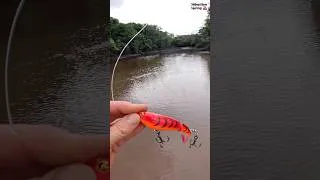 Miniature : DOUBLÉ au leurre de surface !!! Ça vous est déjà arrivé !?
