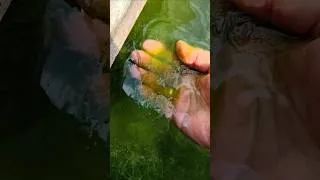 Miniature : Algues filamenteuses 😱😱😱Mon bassin de 12 m³ est magnifique 🐠💧, mais regardez ca !!!