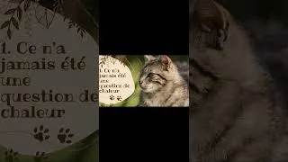 Miniature : 7 raisons pour lesquelles votre chat veut dormir avec vous 🐱💤