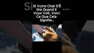 Miniature : 7 raisons pour lesquelles votre chat s'étire