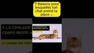 Miniature : 7 raisons pour lesquelles ton chat prend ta place 🐱