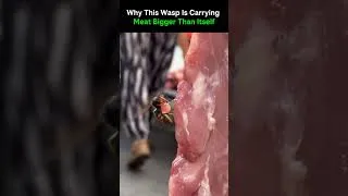 Miniature : Why This Wasp Is Carrying Meat Bigger Than Itself