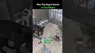 Miniature : Why This Dog Is Scared of Tiny Kittens