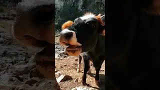 Miniature : LA VACHE A-T-ELLE VRAIMENT 4 ESTOMACS ? #animaux #insolite #vache